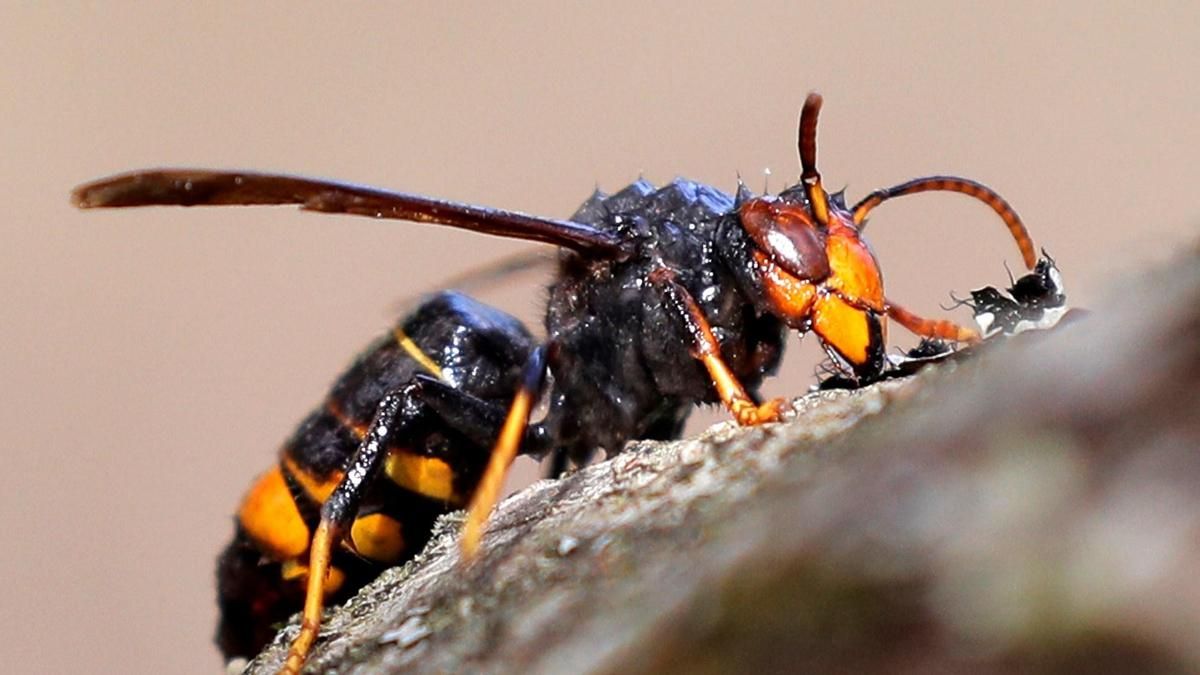 Una "Vespa Velutina", comunmente conocida como avispa asiática, cerca de Santiago.