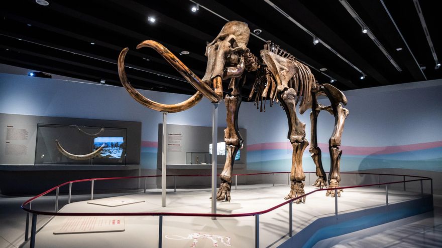 Mamut, el gigante de la Edad de Hielo que recuerda el peligro que acecha a los elefantes
