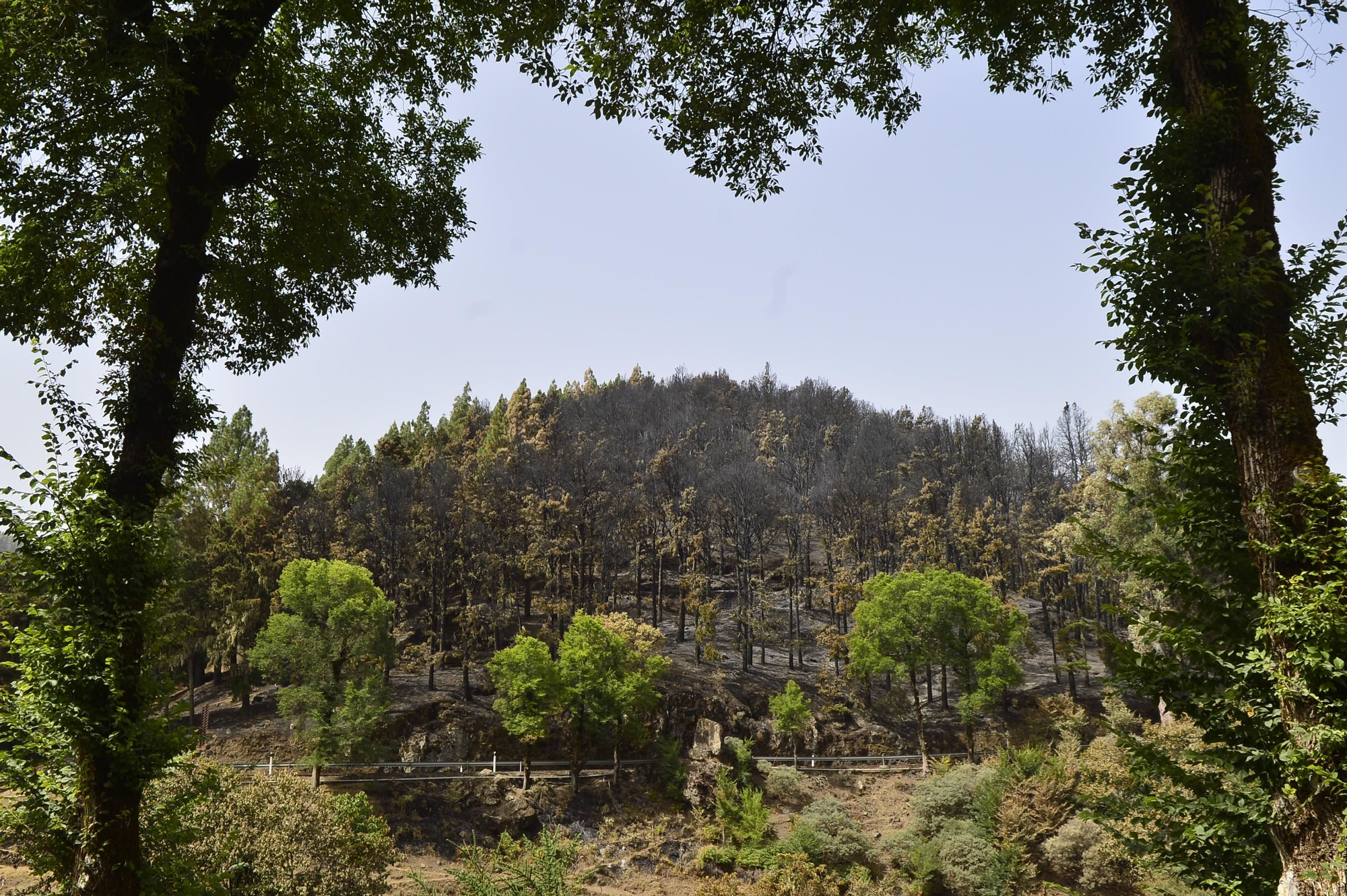 Efectos del incendio en la cumbre de Gran Canaria. (ÁNGEL SARMIENTO)