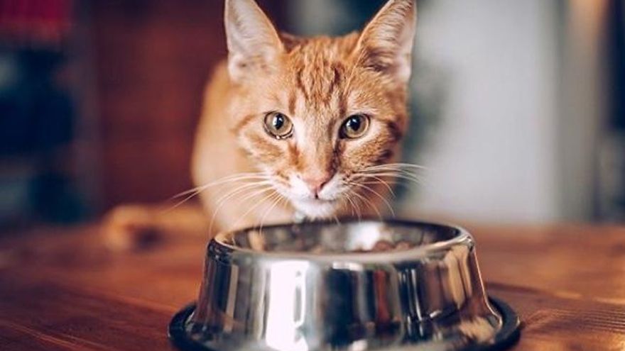 ¿Cómo escoger la comida del gato?
