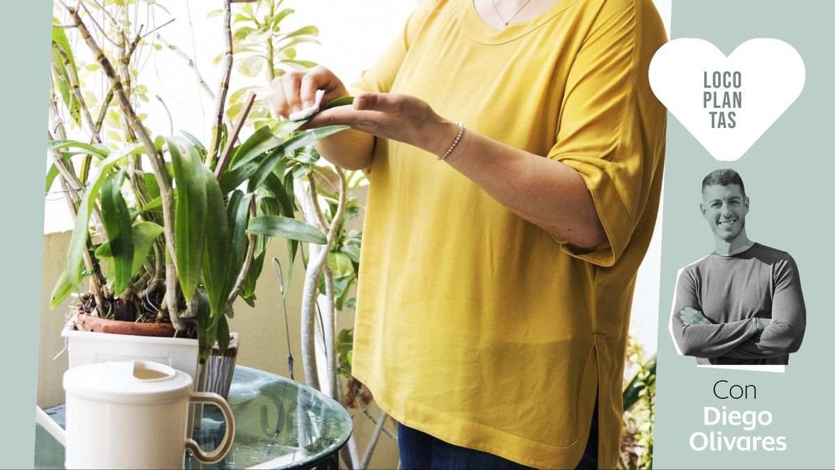 Mapa de cuidados para tus plantas: las siete cosas que puedes hacer para darles mejor vida, según un experto