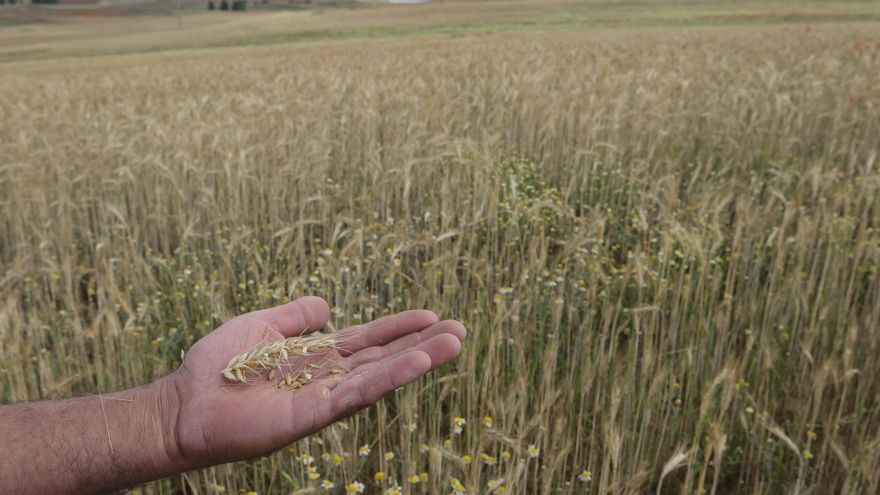 La Junta propone ayudas por la sequía ligadas a los seguros por valor de 42 millones de euros que las organizaciones agrarias ven insuficientes