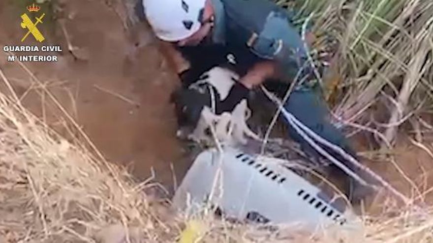 Rescate de varios perros abandonados en una poza en un pueblo de Ciudad Real