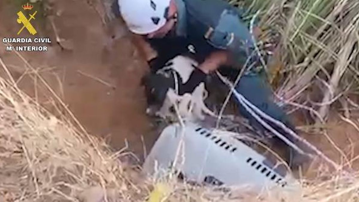Rescate de varios perros abandonados en una poza en un pueblo de Ciudad Real