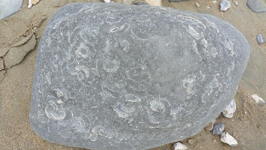 Decenas de ammonites en una roca de Monmouth Beach.