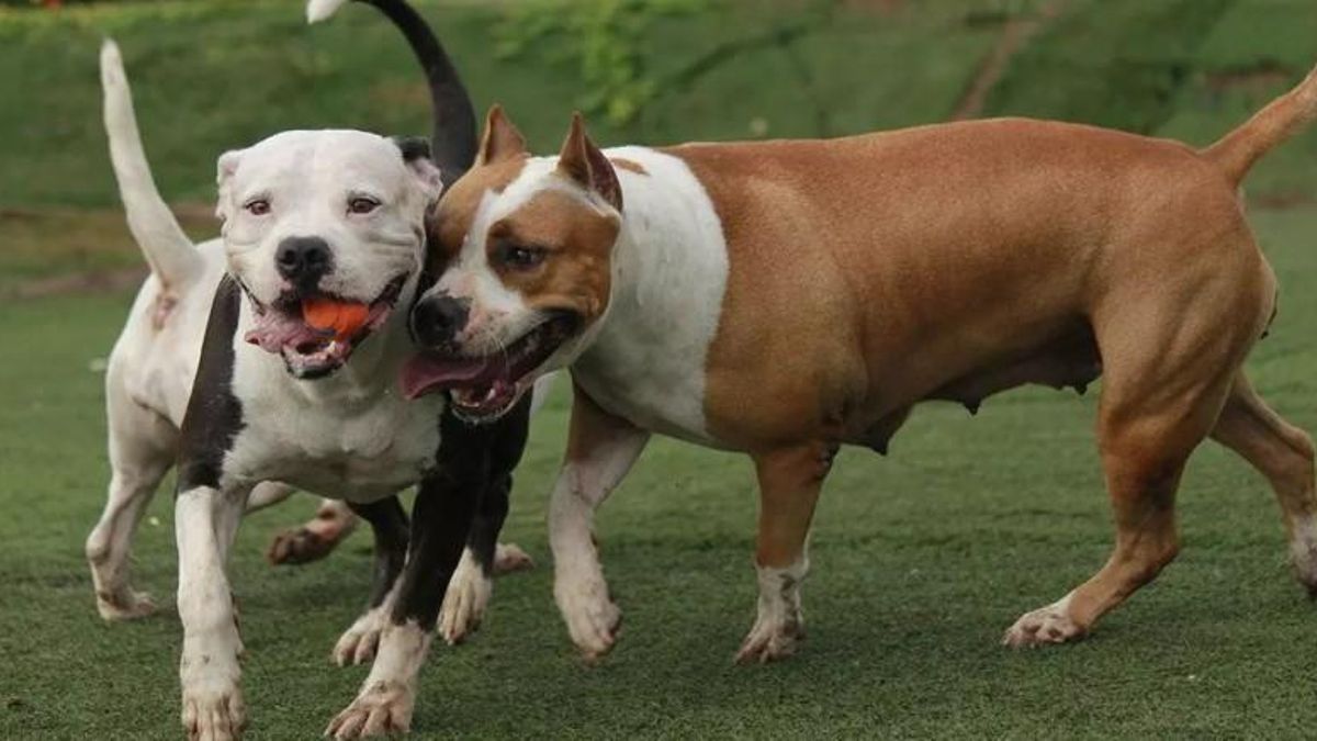 "Era como un amigo": la Justicia ordena indemnizar con 3.100 euros a una mujer cuyo perro murió tras el ataque de un pitbull