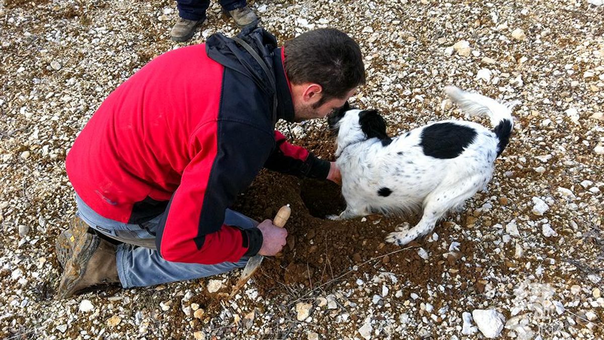 Desenterrando trufas.