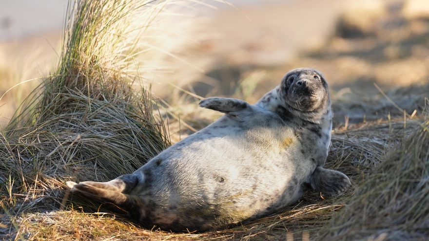 Cómo el cuerpo de las focas se anticipa a la falta de oxígeno y las salva bajo el agua antes de que se ahoguen