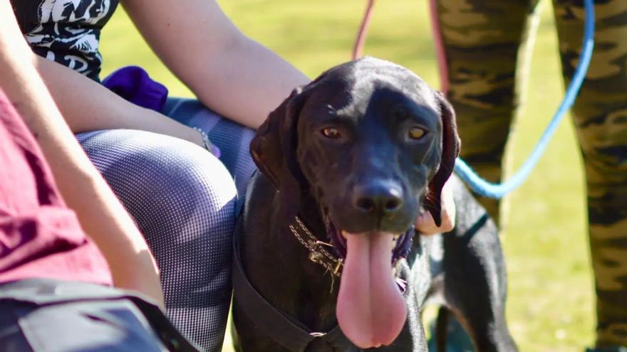 La incansable lucha de Silvia, la perrita que se quedó sin protectora por los daños de las últimas borrascas