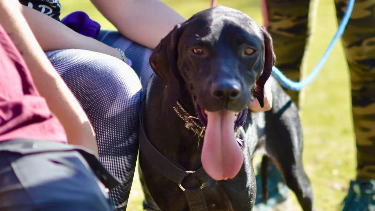 La incansable lucha de Silvia, la perrita que se quedó sin protectora por los daños de las últimas borrascas