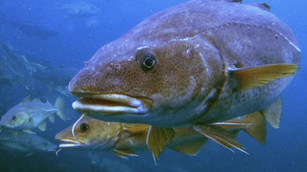 Una tecnología acústica permitió seguir a millones de peces