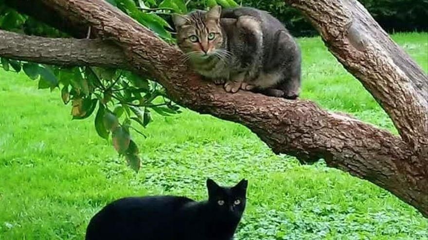 Gatos al aire libre