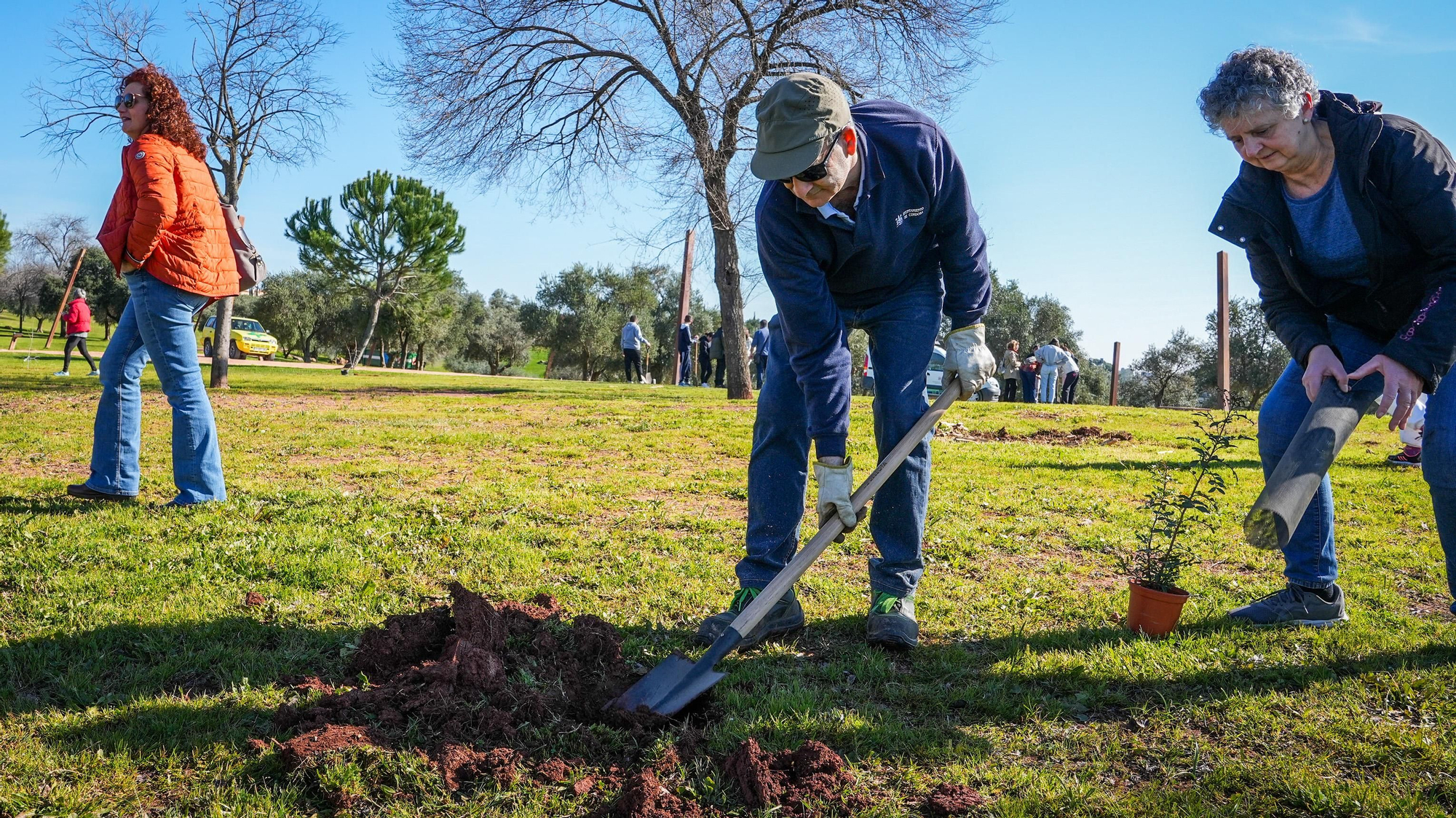 Primera plantación de EnArbolando Córdoba en La Asomadilla