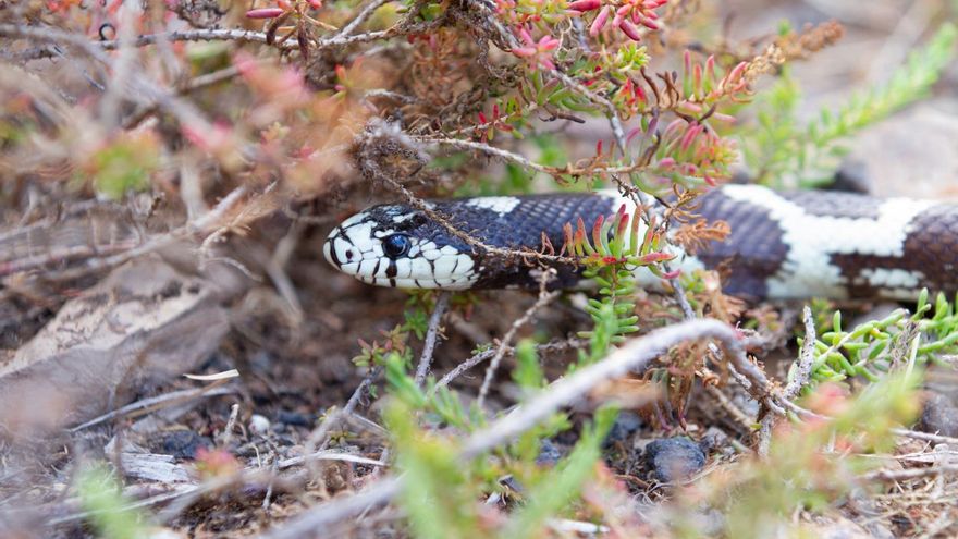Ejemplar de culebra californiana, en Gran Canaria