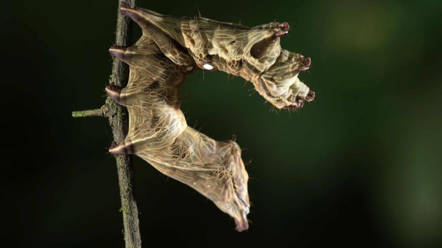Una oruga se aferra a la rama de un árbol.