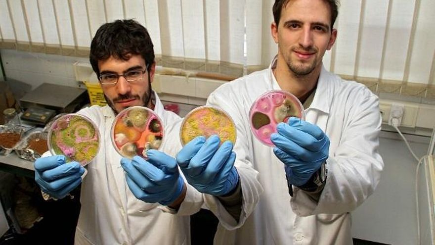 Peio García / ICAL Dos miembros del equipo con placas de Petri cultivadas