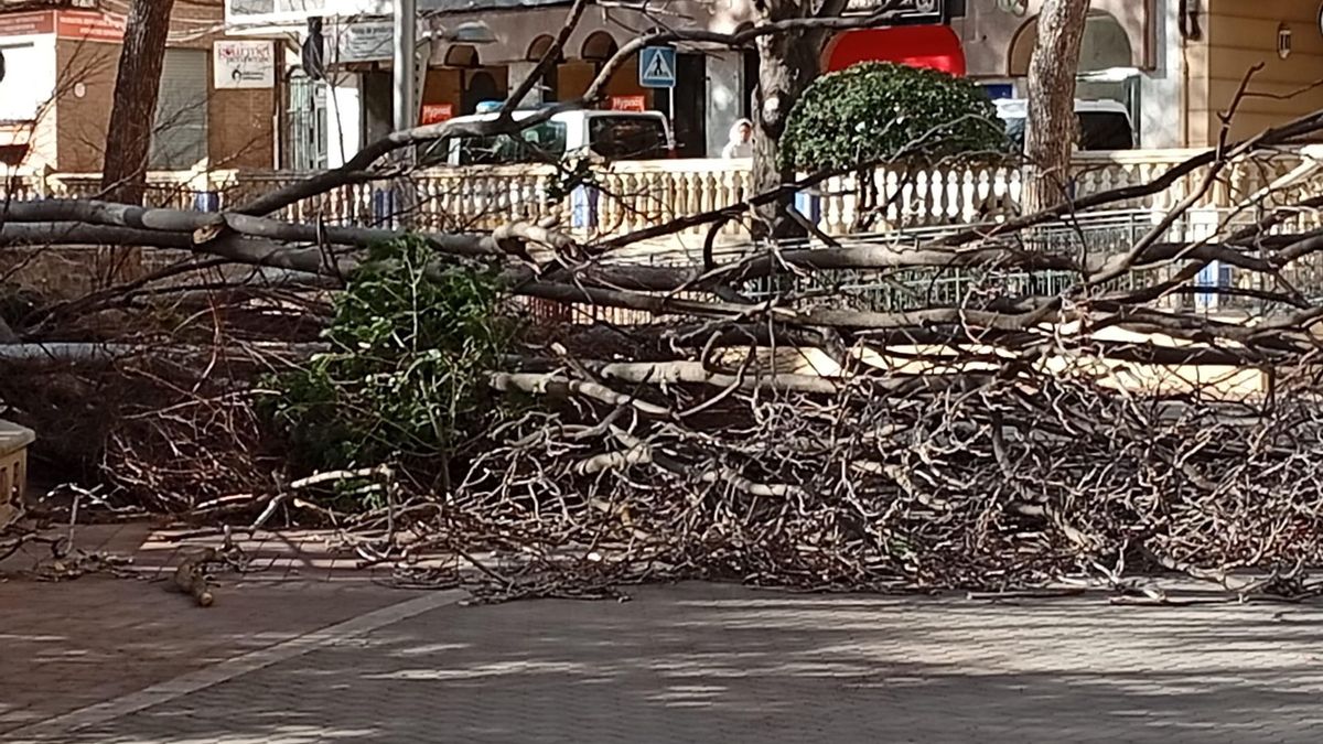 Árboles tumbados por el temporal este miércoles en Jumilla