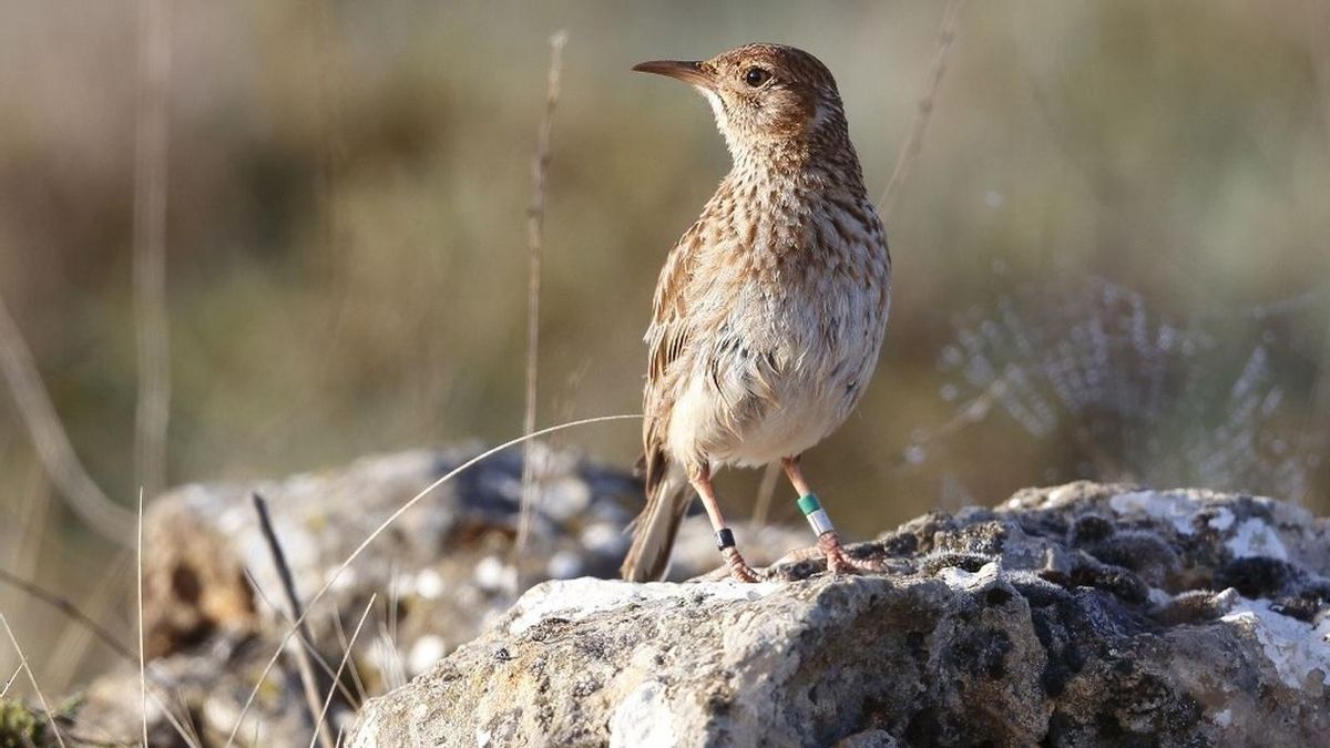 La alondra ricotí ya es oficialmente especie en peligro de extinción y estas son las áreas para su supervivencia