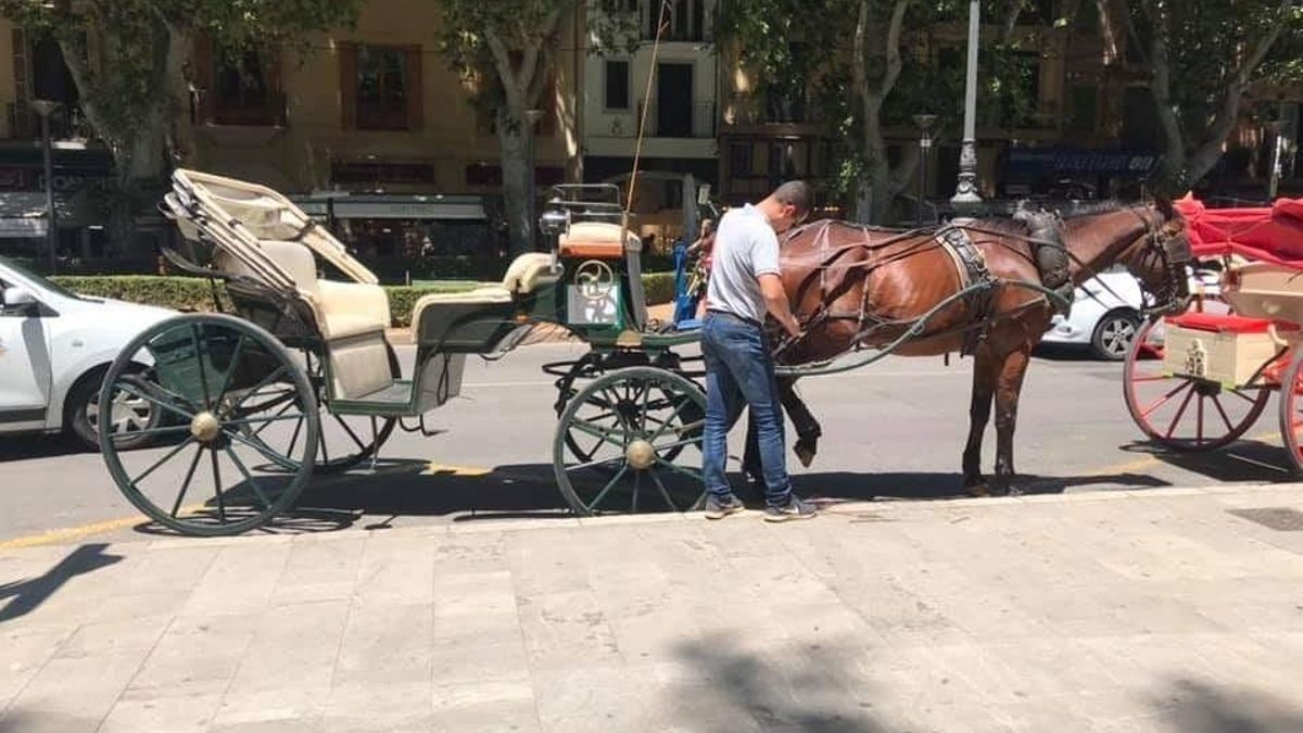 Progreso en Verde exige al Ajuntament de Palma que publique los resultados de las revisiones de los caballos de las galeras