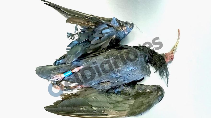 ¿Quién mató a Hel? Tras la pista del cazador que truncó a tiros el fabuloso viaje del ibis eremita