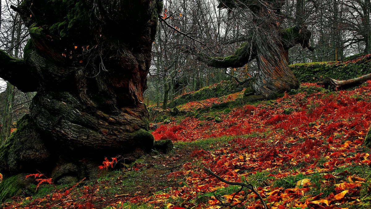 El impresionante castañar de Extremadura perfecto para hacer senderismo y que cuenta con un castillo medieval