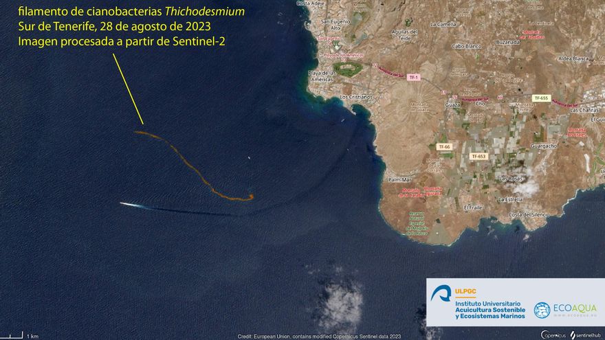Microalgas en la cosa suroeste de Tenerife este agosto