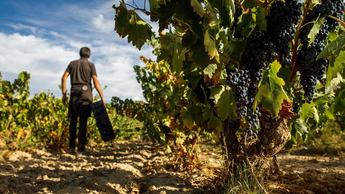 Las diferentes bodegas ofrecen actividades en sus viñedos.