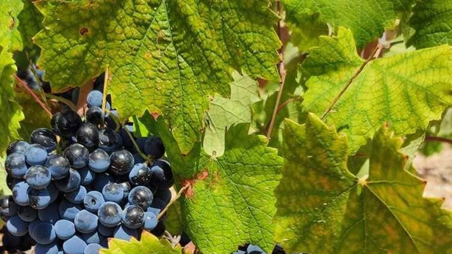 Jumilla celebrará del 25 al 27 de noviembre la I Feria del Vino y del Enoturismo