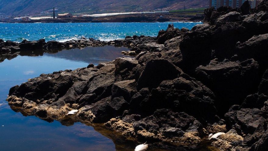 Los míticos charcos de Los Silos amanecen con peces muertos