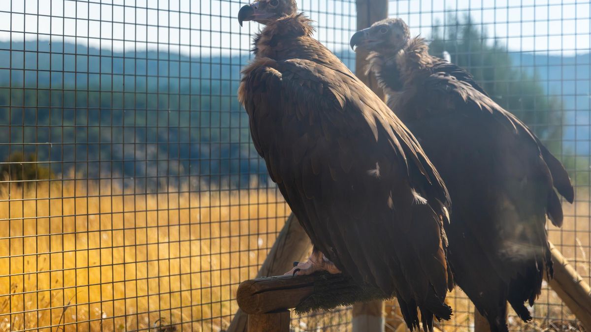Liberados 16 buitres negros en el Parque Natural del Alto Tajo, la mayor suelta hasta la fecha