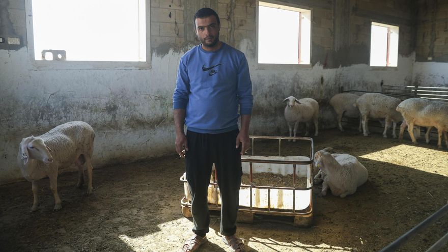 Mahmud en su establo, que fue asaltado y destrozado por los colonos israelíes a finales de octubre.