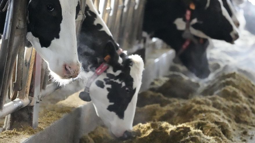 La enfermedad hemorrágica epizoótica se extiende en Euskadi y ha matado ya 286 vacas desde el primer foco detectado en septiembre