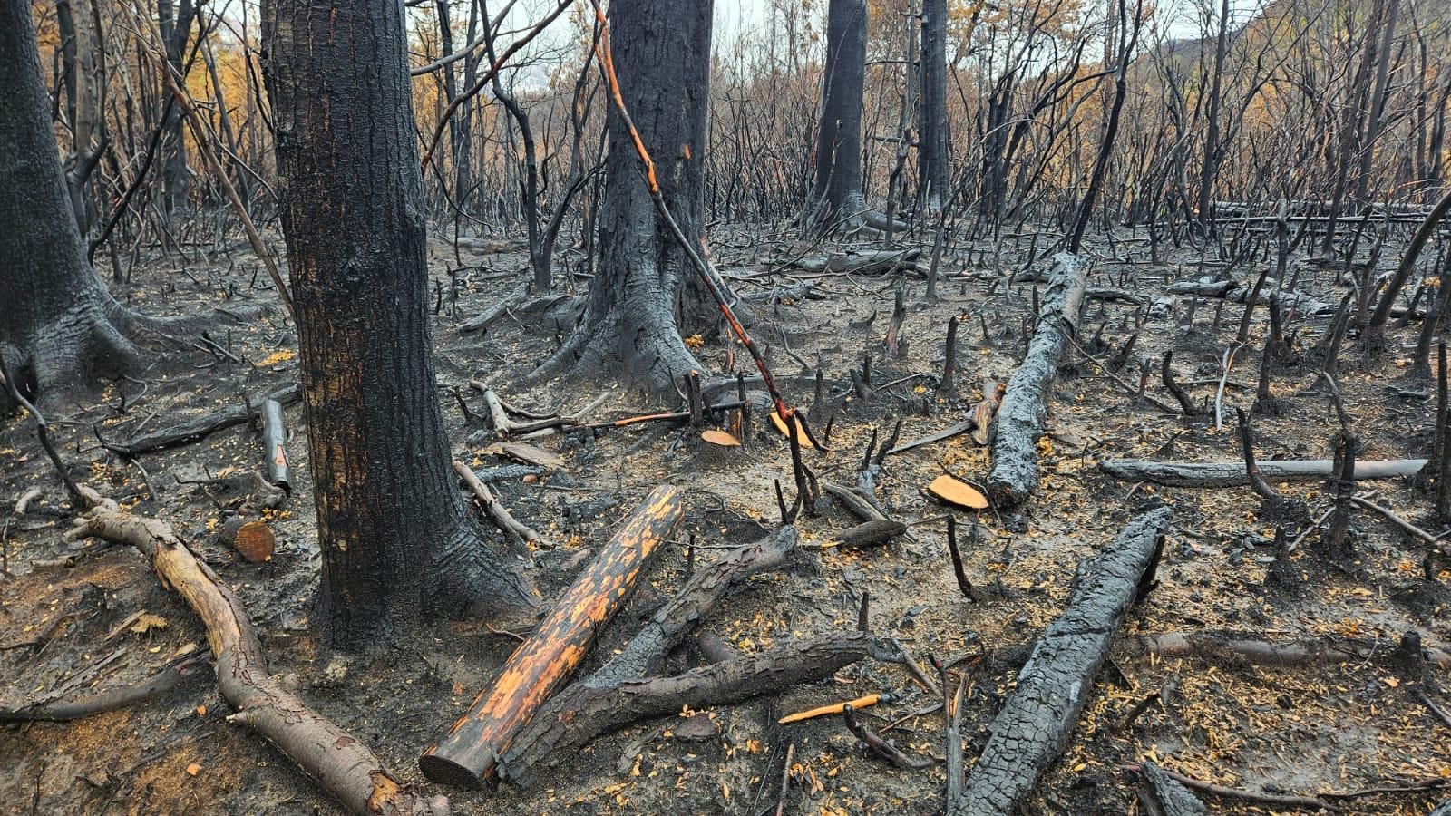Los recortes del gobierno de Milei afectan directamente a algunos de los parques nacionales más afectados por los incendios forestales en la Patagonia argentina. Foto: cortesía Javier Grosfeld