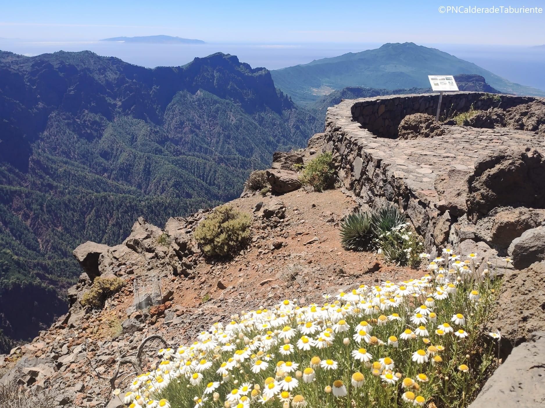 Margaritas (𝘈𝘳𝘨𝘺𝘳𝘢𝘯𝘵𝘩𝘦𝘮𝘶𝘮 𝘩𝘢𝘰𝘶𝘢𝘳𝘺𝘵𝘩𝘦𝘶𝘮) en las cumbres del Parque Nacional de La Caldera de Taburiente.