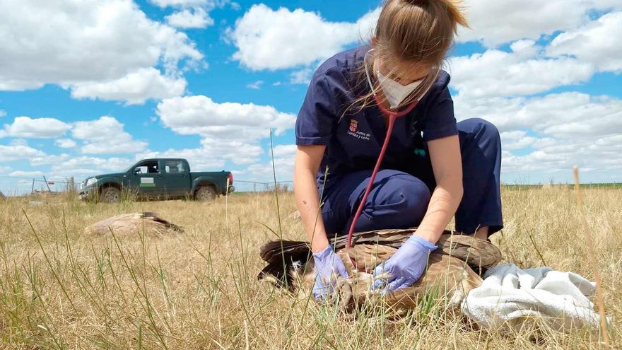Imagen de archivo: Una veterinaria trata un pájaro. // JCyL / ICAL.