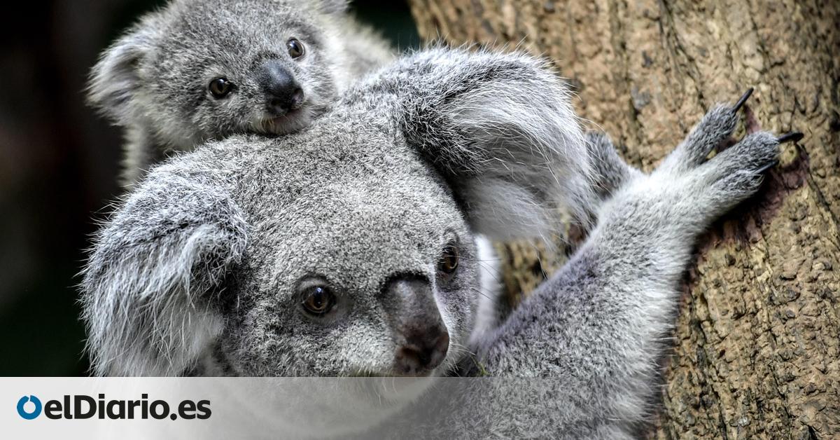 El refugio para koalas que corre el riesgo de convertirse en una “trampa” genética