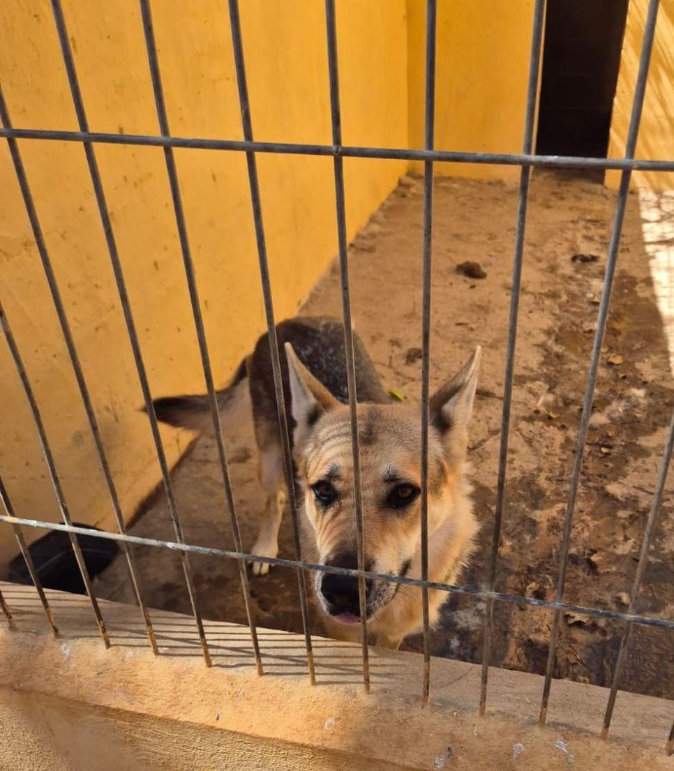 Otro de los canes alojados en Can Dog