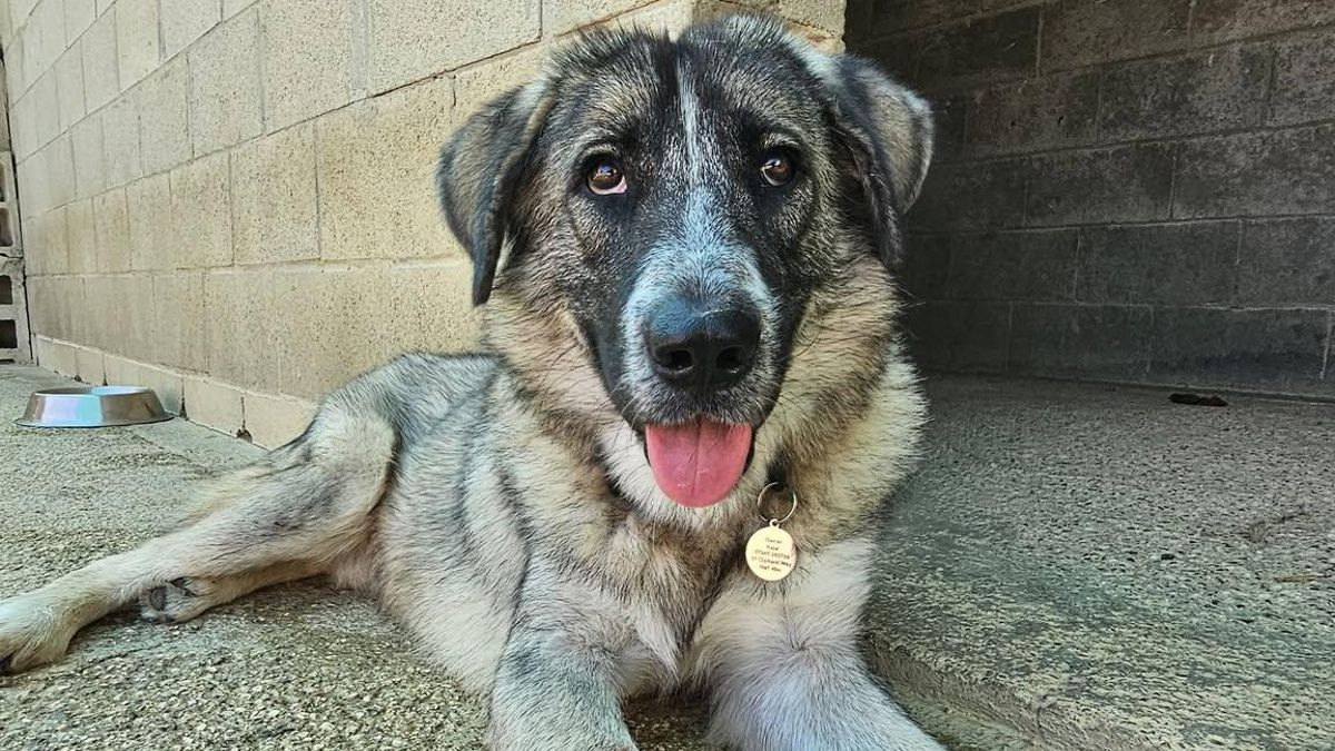 La triste historia de Odin, el perro “peluche” que todos querían y que acabó de nuevo en el refugio