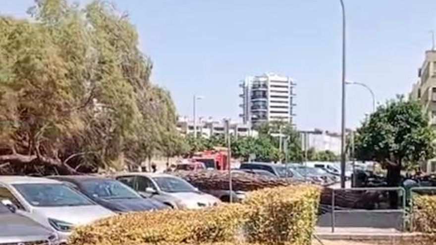 Cae sobre la calzada un pino de grandes dimensiones en la avenida del Mediterráneo