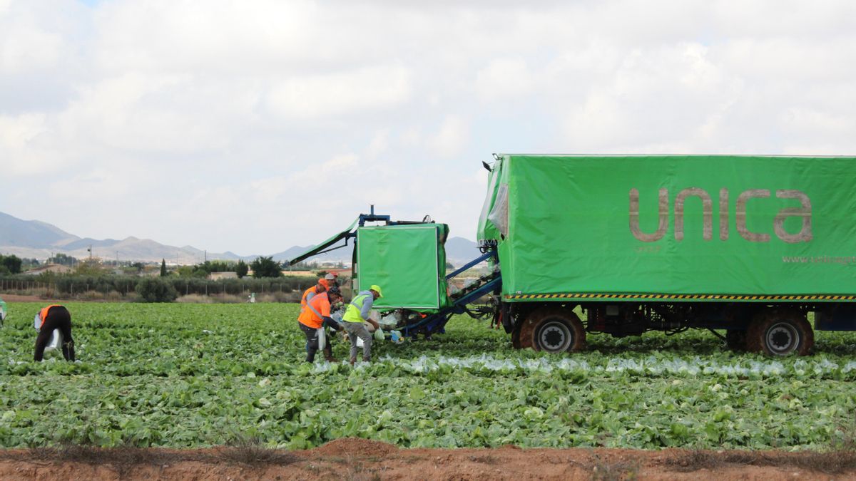 Cualquier tramo de cualquier carretera del Campo de Cartagena, a cualquier hora del día, es un foco constante de trabajo de migrantes.