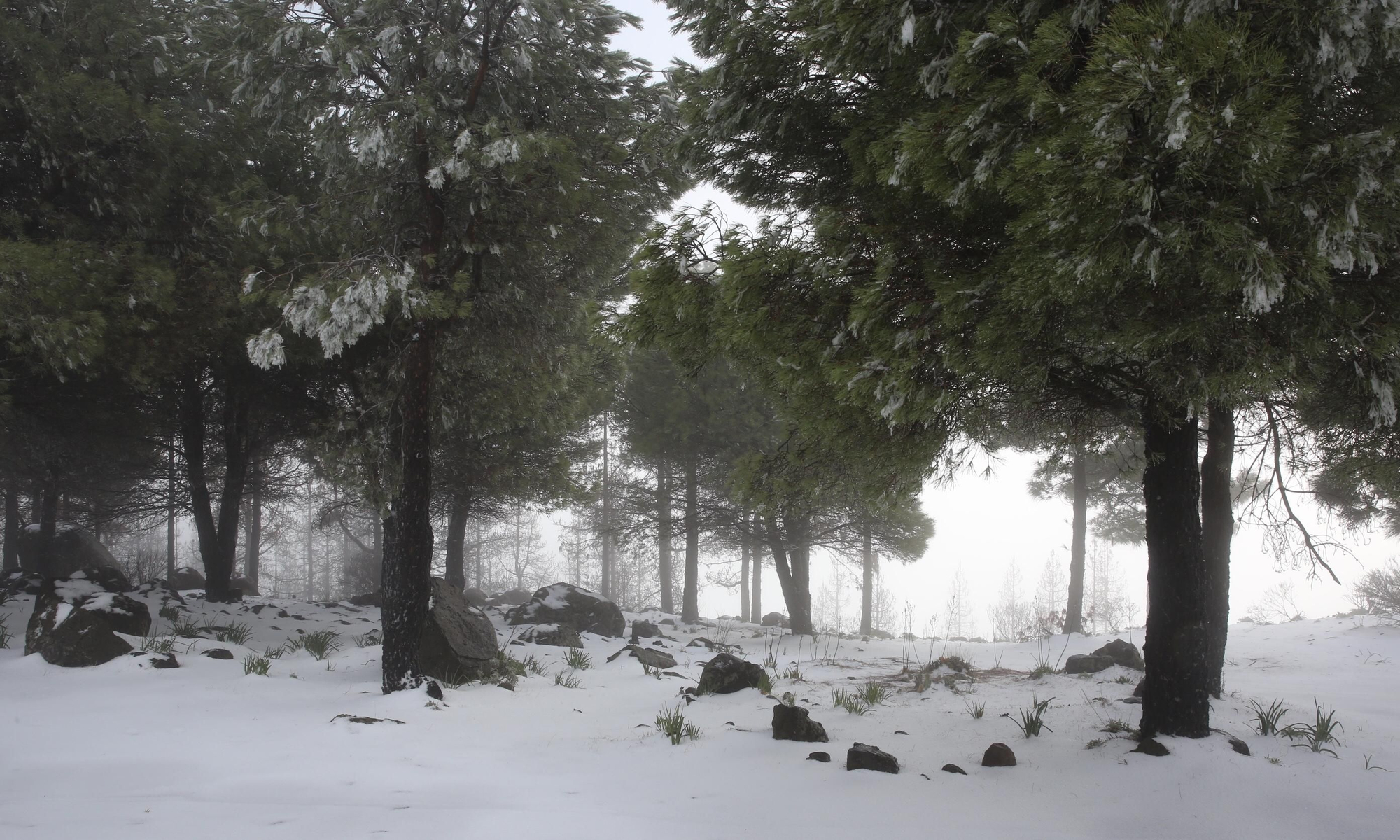 Alrededores del Pico de Las Nieves cubiertos de nieve