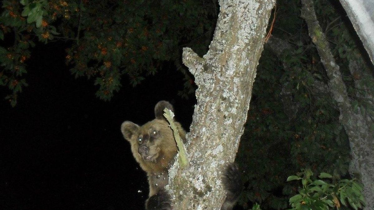 Oso en Llamas de Laciana