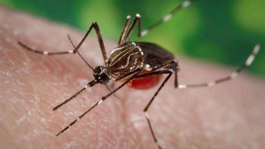 Fumigadas 13 viviendas en Tenerife cercanas al lugar en el que se encontró un mosquito 'Aedes aegypti'