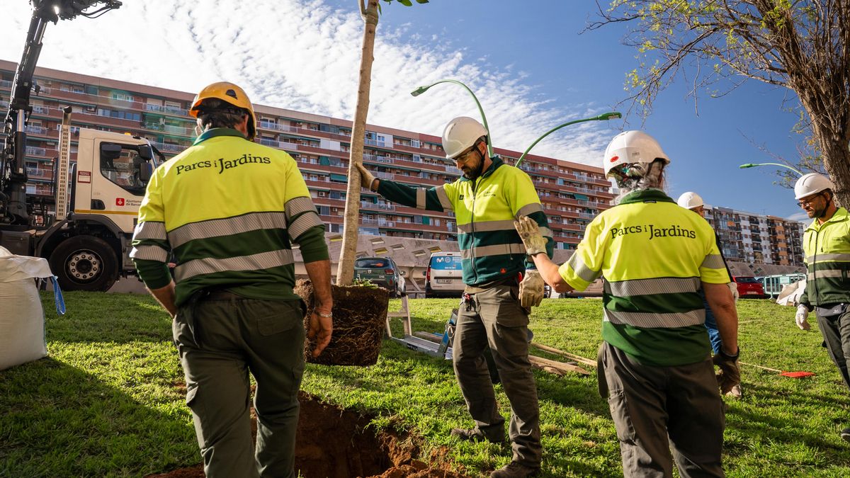 La incorporación de este nuevo baobab refuerza la apuesta de la ciudad por la educación ambiental y la adaptación de los espacios verdes