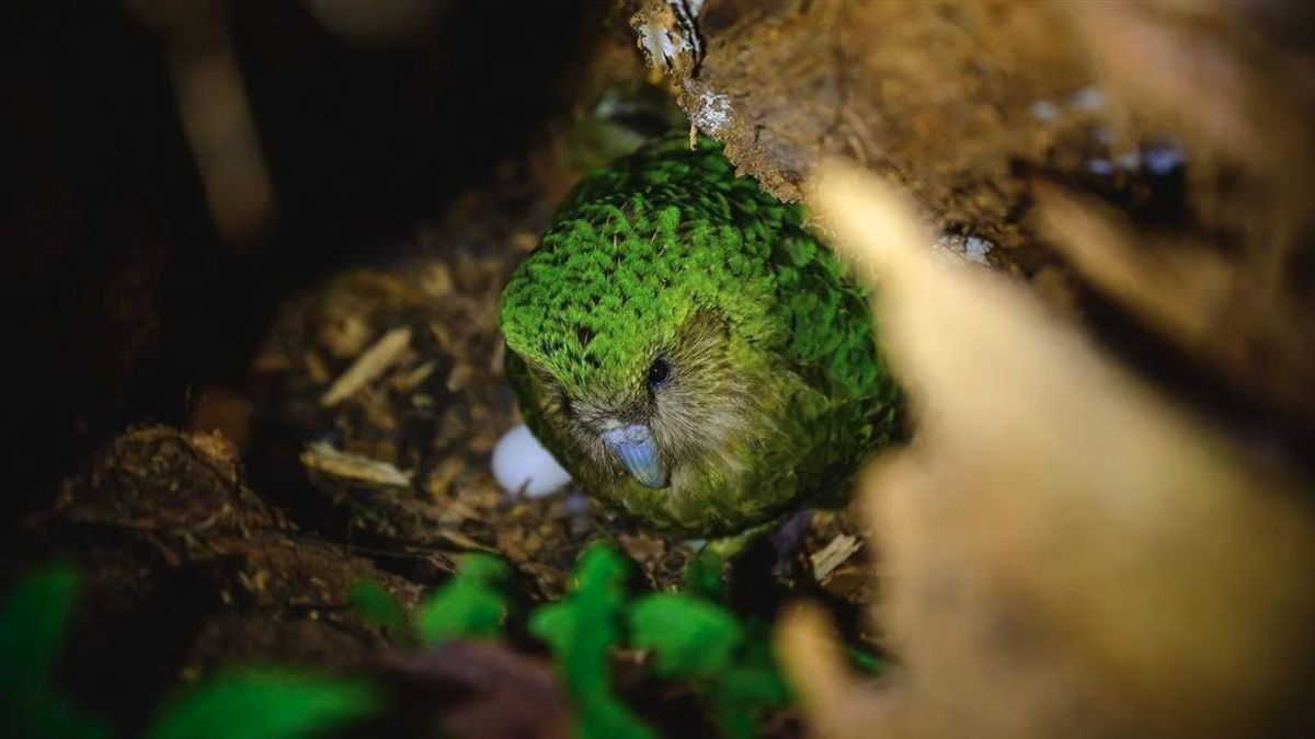 El reality show del kakapo: hay miles de personas en todo el mundo enganchadas al día a día de un loro de Nueva Zelanda
