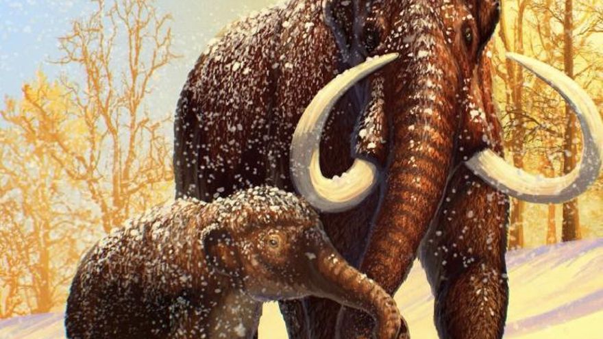 Los mamuts pudieron desaparecer por algo tan simple como demasiado polen alterando su olfato y su reproducción
