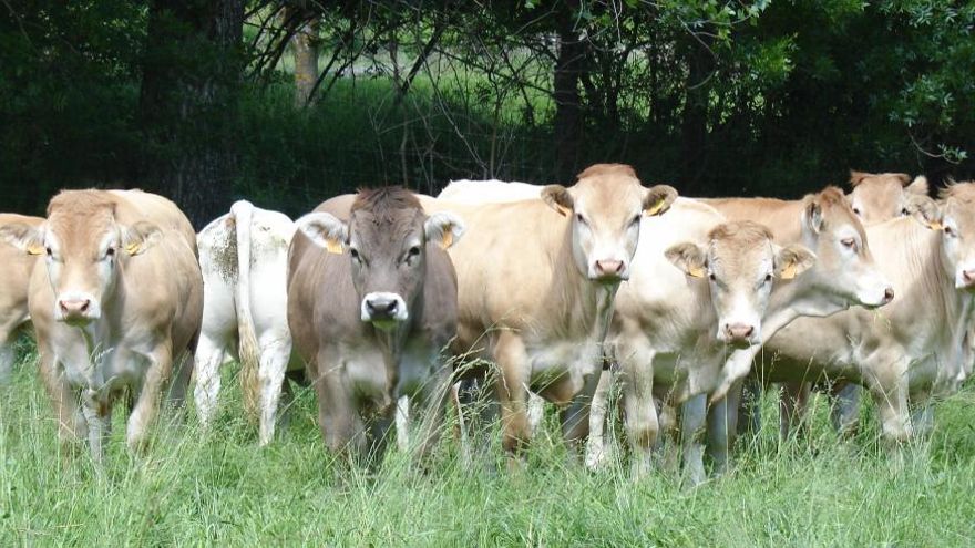 Aragón reabre los festejos taurinos bajo condiciones sanitarias tras la crisis de la dermatosis nodular