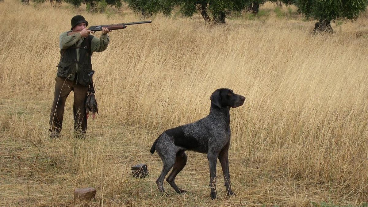 PP y Vox reactivan el tiro al pichón en Balears mediante una reforma encubierta de la ley animalista