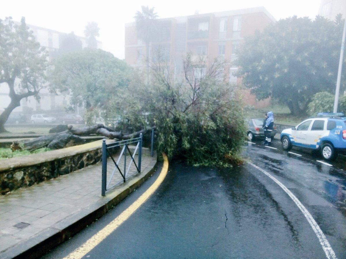 Un árbol derribado por el temporal invade la calzada en La Laguna