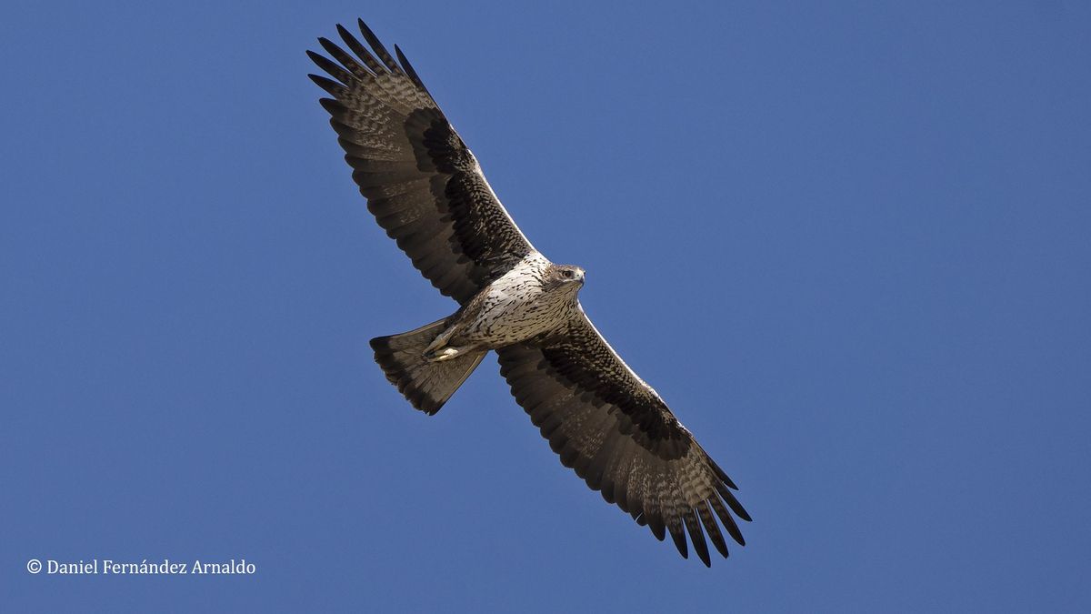 Un grupo de investigación de la UMU consigue realizar un seguimiento del águila perdicera con métodos no invasivos